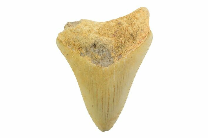 Bargain, Juvenile Megalodon Tooth - Georgia #338789